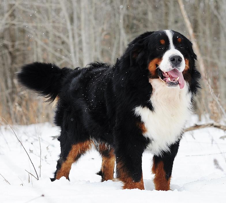 bernese mountain dogs/puppies Moorsbernese